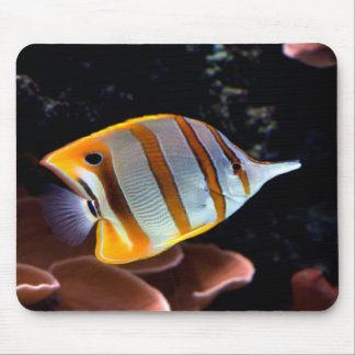 Chelmon rostratus mouse pad