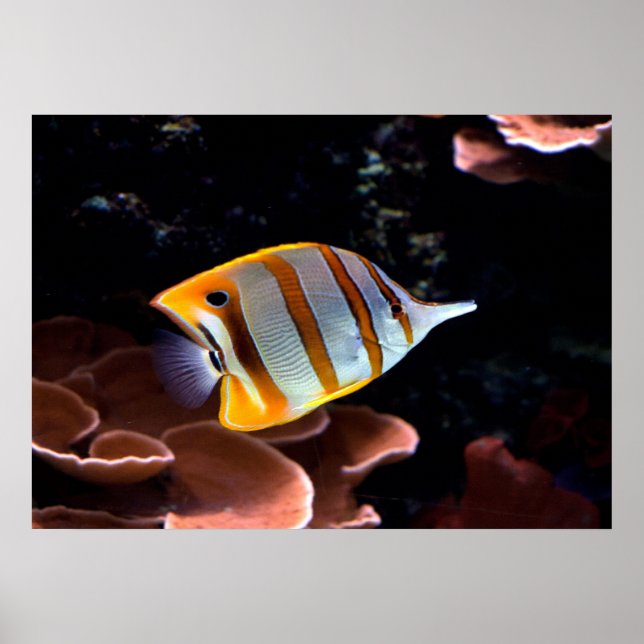 Chelmon rostratus poster (Front)