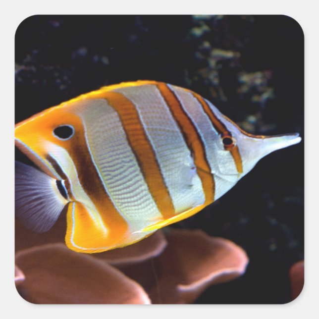 Chelmon rostratus square sticker (Front)