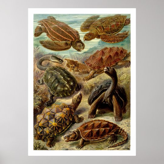 Chelonia Poster | Zazzle.com