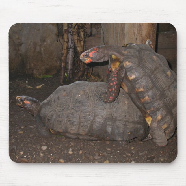 Chelonoidis carbonaria mouse pad (Front)