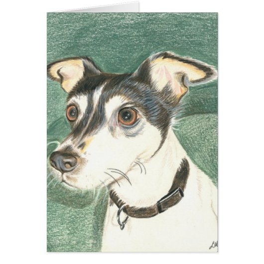 Chelsea fox terrier. (Front)