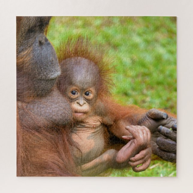 Cherished Orangutan Mother's Cuddle Jigsaw Puzzle (Vertical)