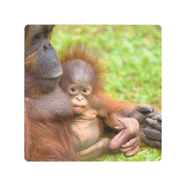 Cherished Orangutan Mother's Cuddle Metal Print (Front)