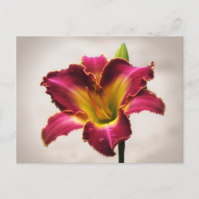 Cherokee Heritage Daylily Postcard (Front)