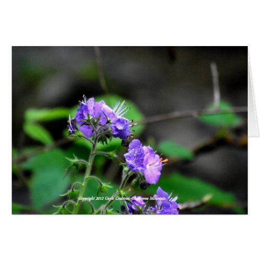 Cherokee National Forest flowers Cards (Front Horizontal)