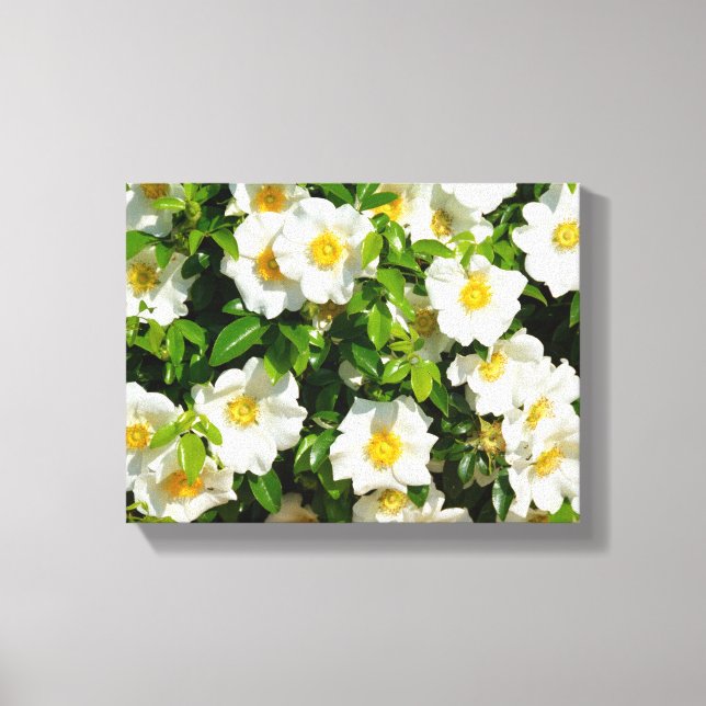 Cherokee rose at garden canvas print (Front)
