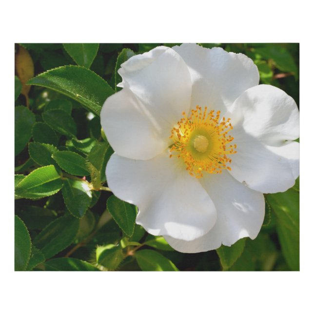 Cherokee Rose Flower Faux Canvas Print (Front)