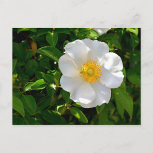 Cherokee Rose Flower  Postcard