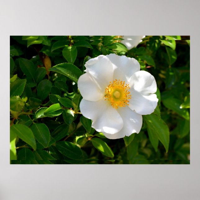 Cherokee Rose Flower Poster (Front)