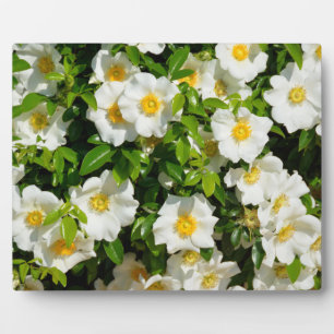 Cherokee Rose Official State Flower Georgia, USA Plaque