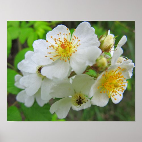 Cherokee Rose Photo Poster