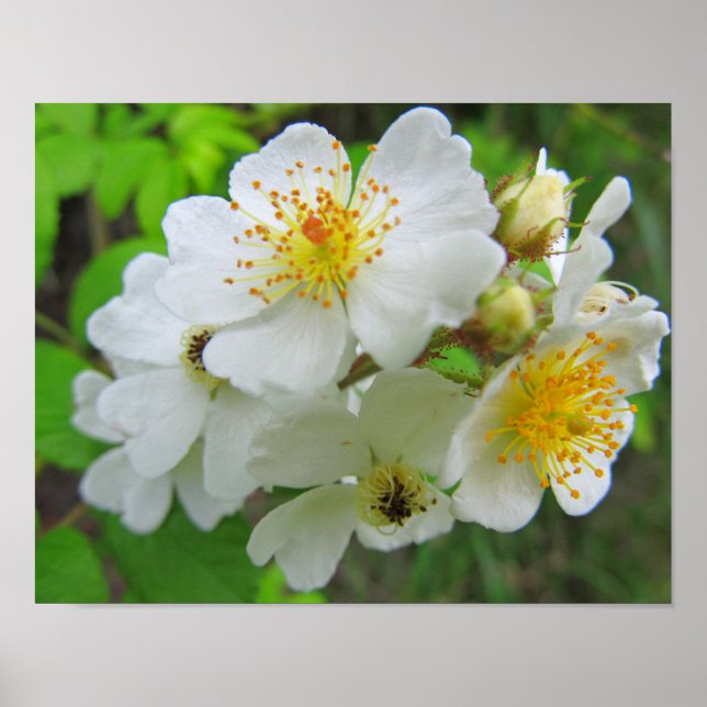 Cherokee Rose Photo Poster (Front)