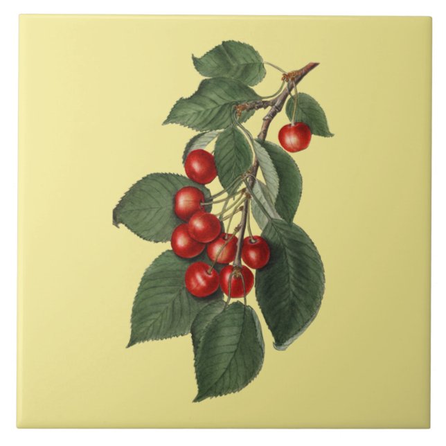 Cherries ~ Botanical Tile ~ Kitchen ~ Any Color ~ (Front)