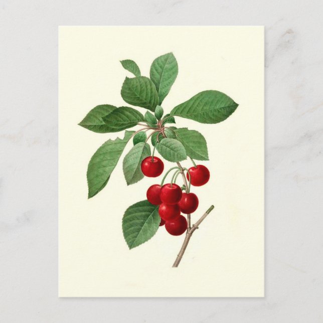 Cherries by Pierre-Joseph Redouté Postcard (Front)