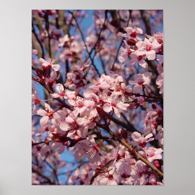 Cherries Jubilee (1) Poster (Front)