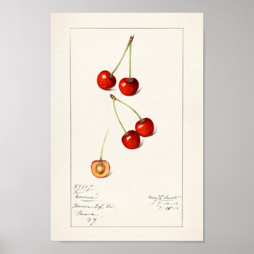 Cherries Prunus Avium by Mary Daisy Arnold Poster