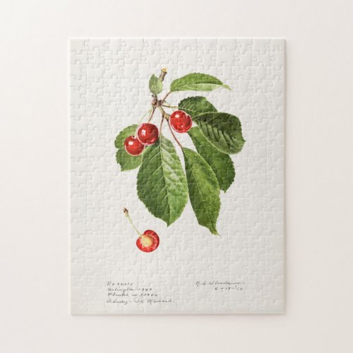 Cherries Prunus Avium Fruit Watercolor Painting Jigsaw Puzzle