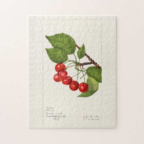 Cherries Prunus Avium Fruit Watercolor Painting Jigsaw Puzzle