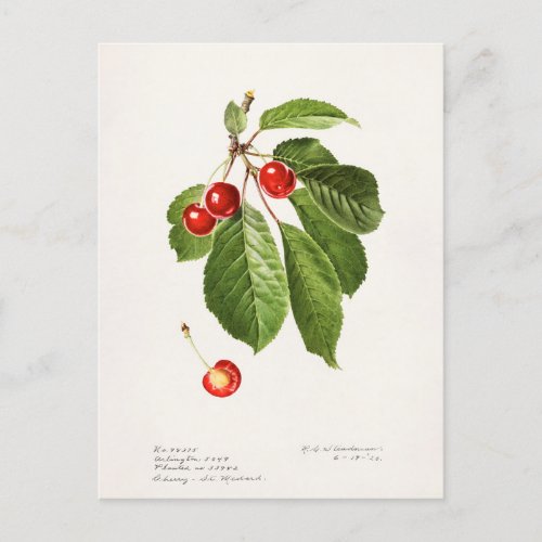 Cherries Prunus Avium Fruit Watercolor Painting Postcard