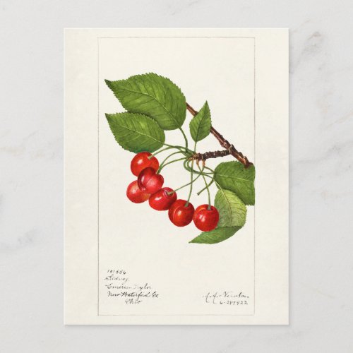 Cherries Prunus Avium Fruit Watercolor Painting Postcard