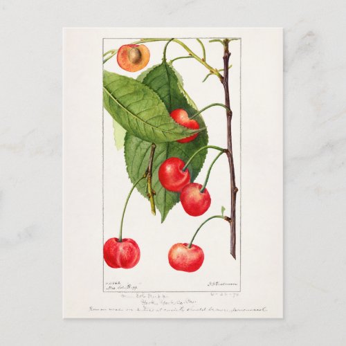 Cherries Prunus Avium Fruit Watercolor Painting Postcard