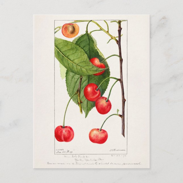Cherries (Prunus Avium) Fruit Watercolor Painting Postcard (Front)