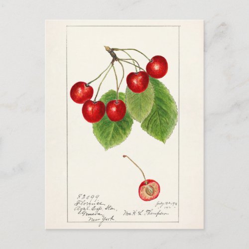 Cherries Prunus Avium Fruit Watercolor Painting  Postcard