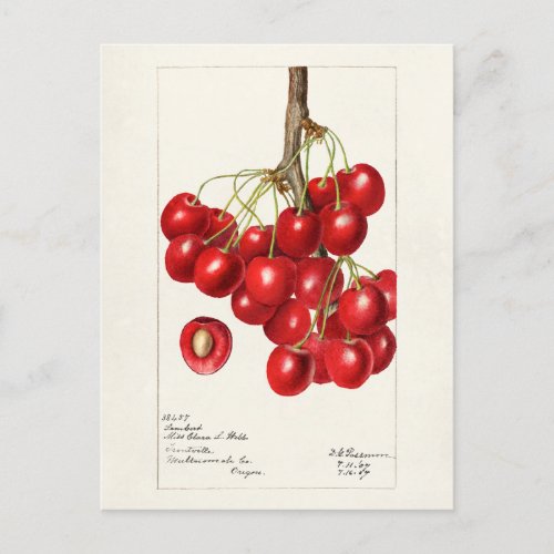 Cherries Prunus Avium Fruit Watercolor Painting Postcard