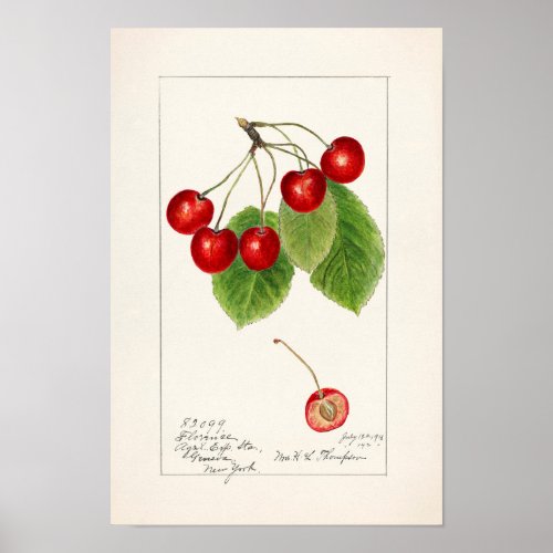 Cherries Prunus Avium Fruit Watercolor Painting Poster