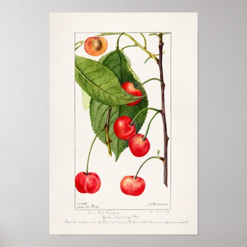 Cherries Prunus Avium Fruit Watercolor Painting Poster
