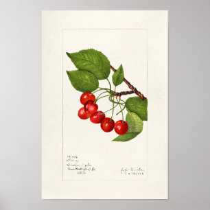 Cherries (Prunus Avium) Fruit Watercolor Painting Poster