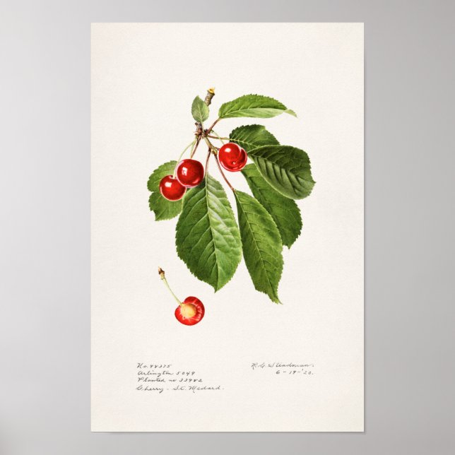 Cherries (Prunus Avium) Fruit Watercolor Painting Poster (Front)