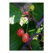 Cherries turning red (Front)