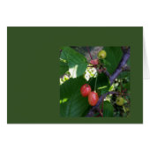 Cherries turning red (Front Horizontal)