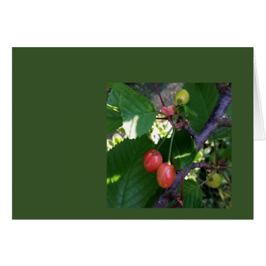Cherries turning red (Front Horizontal)