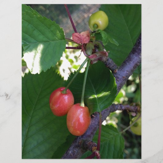 Cherries turning red (Front)