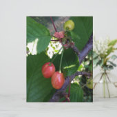 Cherries turning red (Standing Front)