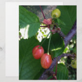Cherries turning red (Front/Back)