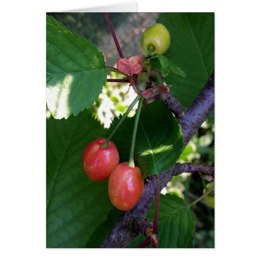 Cherries turning red cards (Front)