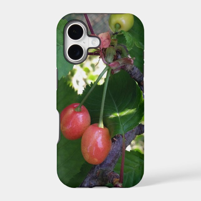 Cherries turning red iphone case (Back)