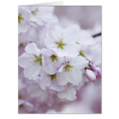 Cherry blossom (Front)