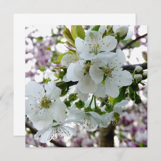 Cherry Blossom (Front/Back)