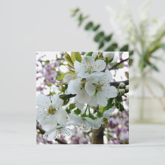 Cherry Blossom (Standing Front)