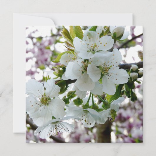 Cherry Blossom (Front)