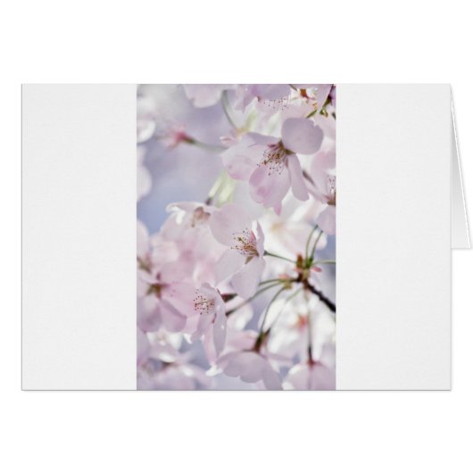 Cherry Blossom (Front Horizontal)