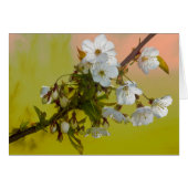 Cherry Blossom (Front Horizontal)