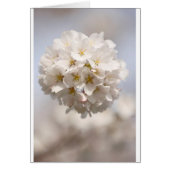 Cherry Blossom (Front)