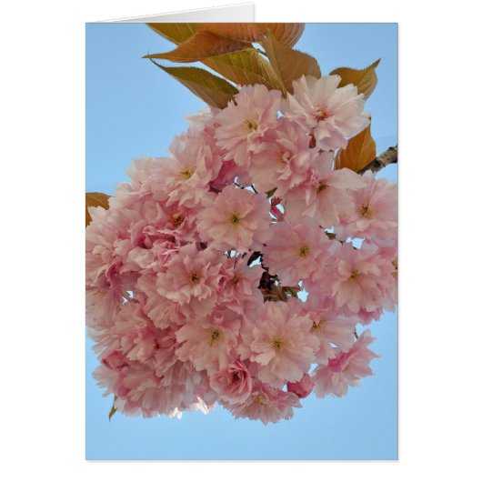 cherry blossom002 cards (Front)