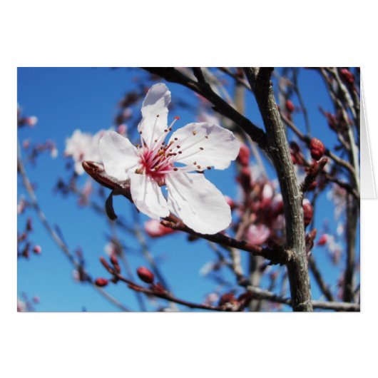 Cherry Blossom 2 Cards (Front Horizontal)